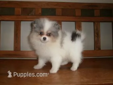 POM6 – Pomeranian puppy for sale in Brownton, MN