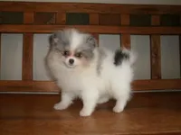 POM6, a male Pomeranian for sale in Brownton, MN – 1 of 1