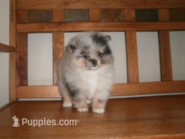 POM F3 – Pomeranian puppy for sale in Brownton, MN