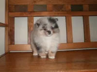 POM F3, a female Pomeranian for sale in Brownton, MN – 1 of 1