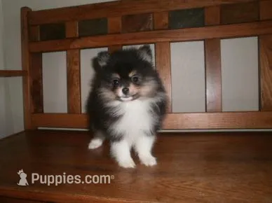 POM F4 – Pomeranian puppy for sale in Brownton, MN