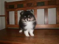 POM F4, a female Pomeranian for sale in Brownton, MN – 1 of 1