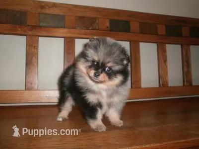 FEMALE 1 – Pomeranian puppy for sale in Brownton, MN