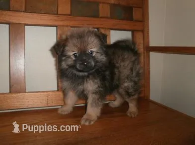 Male 3 – Pomeranian puppy for sale in Brownton, MN