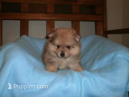 Male 2 – Pomeranian puppy for sale in Brownton, MN