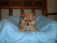 Male 2, a male Pomeranian for sale in Brownton, MN – 1 of 1