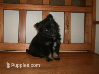Female 2 – Pomeranian puppy for sale in Brownton, MN