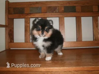 FEMALE 2 – Pomeranian puppy for sale in Brownton, MN