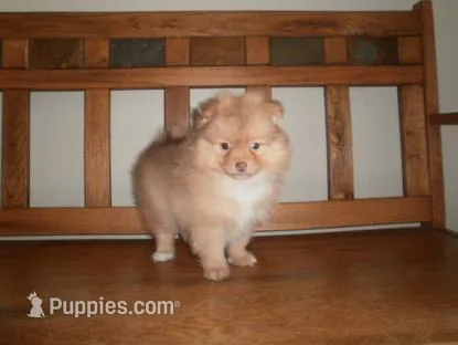 POM M1 – Pomeranian puppy for sale in Brownton, MN