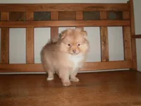 POM M1, a male Pomeranian for sale in Brownton, MN – 1 of 1