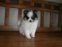 POM M3, a male Pomeranian for sale in Brownton, MN – 1 of 1