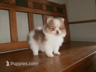POM M3 – Pomeranian puppy for sale in Brownton, MN