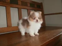 POM M3, a male Pomeranian for sale in Brownton, MN – 1 of 1