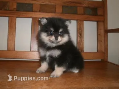 POM F2 – Pomeranian puppy for sale in Brownton, MN