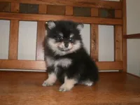 POM F2, a female Pomeranian for sale in Brownton, MN – 1 of 1