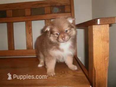 Female 3 – Pomeranian puppy for sale in Brownton, MN