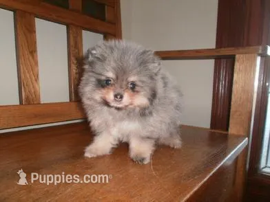 MALE  – Pomeranian puppy for sale in Brownton, MN