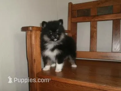 POM F3 – Pomeranian puppy for sale in Brownton, MN