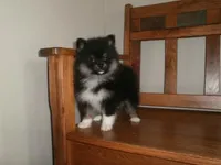 POM F3, a female Pomeranian for sale in Brownton, MN – 1 of 1