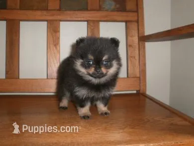POM F2 – Pomeranian puppy for sale in Brownton, MN