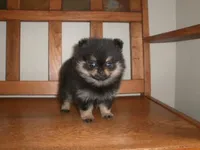 POM F2, a female Pomeranian for sale in Brownton, MN – 1 of 1