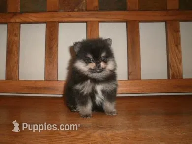 POM F5 – Pomeranian puppy for sale in Brownton, MN