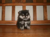 POM F5, a female Pomeranian for sale in Brownton, MN – 1 of 1