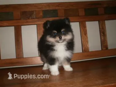 POM M4 – Pomeranian puppy for sale in Brownton, MN