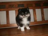 POM M4, a male Pomeranian for sale in Brownton, MN – 1 of 1