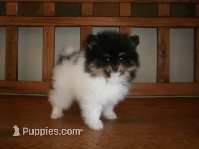 Female 1 – Pomeranian puppy for sale in Brownton, MN