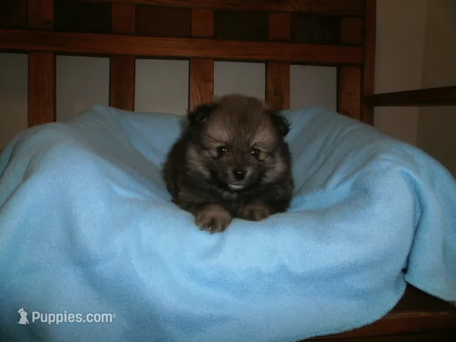 Male 1 – Pomeranian puppy for sale in Brownton, MN
