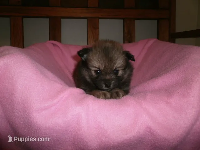 Female 1 – Pomeranian puppy for sale in Brownton, MN