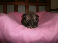 Female 1, a female Pomeranian for sale in Brownton, MN – 1 of 1
