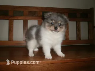POM M6 – Pomeranian puppy for sale in Brownton, MN
