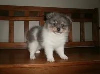 POM M6, a male Pomeranian for sale in Brownton, MN – 1 of 1