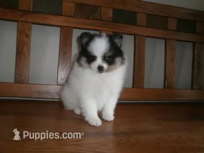 POM M3 – Pomeranian puppy for sale in Brownton, MN