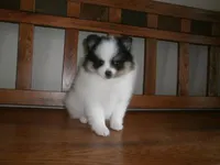POM M3, a male Pomeranian for sale in Brownton, MN – 1 of 1