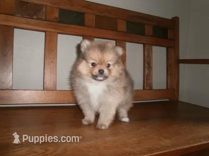 POM F1 – Pomeranian puppy for sale in Brownton, MN