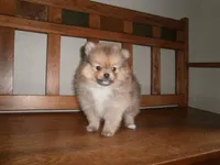 POM F1, a female Pomeranian for sale in Brownton, MN – 1 of 1