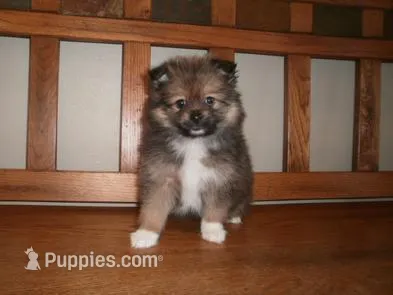 Female 4 – Pomeranian puppy for sale in Brownton, MN
