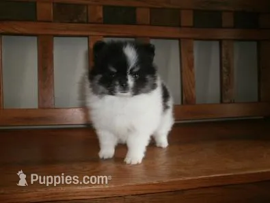 POM M1 – Pomeranian puppy for sale in Brownton, MN
