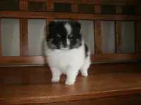 POM M1, a male Pomeranian for sale in Brownton, MN – 1 of 1