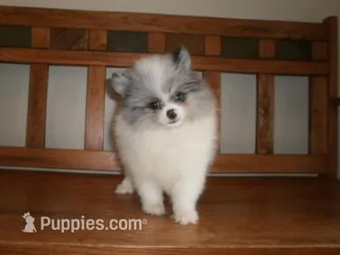 POM M1 – Pomeranian puppy for sale in Brownton, MN