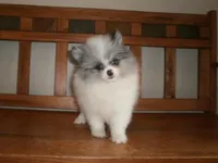 POM M1, a male Pomeranian for sale in Brownton, MN – 1 of 1