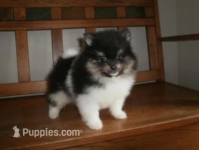 POM M5 – Pomeranian puppy for sale in Brownton, MN