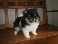 POM M5, a male Pomeranian for sale in Brownton, MN – 1 of 1