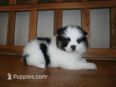Male 1 – Pomeranian puppy for sale in Brownton, MN