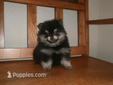POM F4 – Pomeranian puppy for sale in Brownton, MN