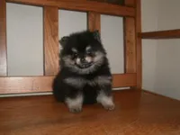 POM F4, a female Pomeranian for sale in Brownton, MN – 1 of 1