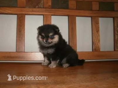 POM F1 – Pomeranian puppy for sale in Brownton, MN